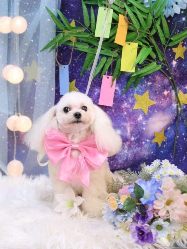 20250715シェリーちゃん